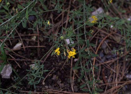 Medicago prostrata Jacq. attēls