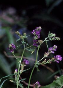 Medicago sativa L. attēls