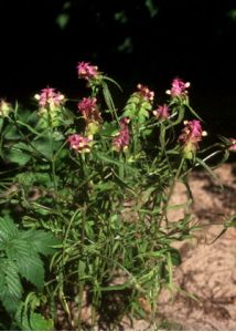 Melampyrum cristatum L. attēls