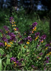 Melampyrum nemorosum L. attēls