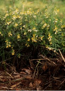 Melampyrum pratense L. attēls