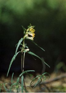 Melampyrum sylvaticum L. attēls