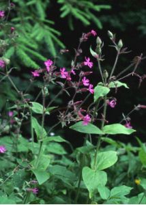 Melandrium dioicum (L.) Coss. et Germ. attēls