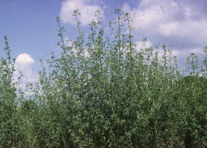 Melilotus albus Medik. attēls