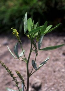 Melilotus dentatus (Waldst. et Kit.) Pers. attēls