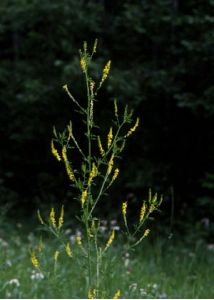 Melilotus officinalis (L.) Pall. attēls