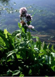 Mentha aquatica L. attēls