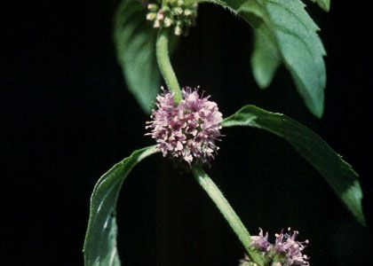 Mentha arvensis L. attēls