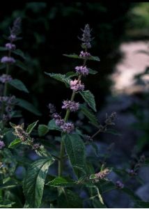 Mentha x gentilis L. attēls