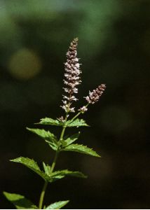 Mentha x piperita L. attēls