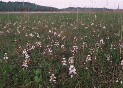 Menyanthes trifoliata L. attēls