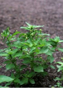 Mercurialis annua L. attēls