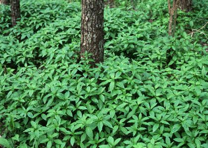 Mercurialis perennis L. attēls