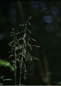 Milium effusum L. attēls