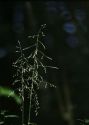 Milium effusum L. attēls