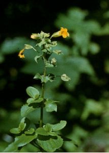 Mimulus guttatus DC. attēls