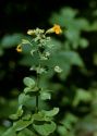 Mimulus guttatus DC. attēls