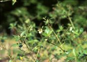 Mirabilis nyctaginea (Michx.) McMillan attēls