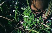 Moehringia lateriflora (L.) Fenzl attēls