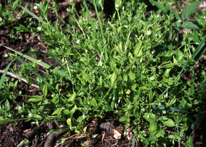 Moehringia trinervia (L.) Clairv. attēls