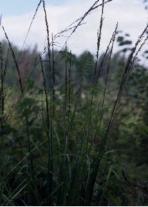 Molinia caerulea (L.) Moench attēls