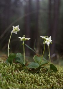 Moneses uniflora (L.) A.Gray attēls