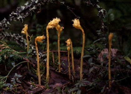 Monotropa hypopitys L. attēls