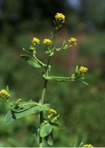 Myagrum perfoliatum L. attēls