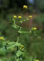 Myagrum perfoliatum L. attēls