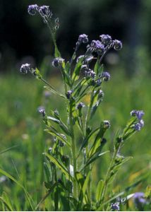 Myosostis arvensis (L.) Hill attēls