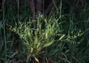 Myosotis caespitosa Schultz attēls