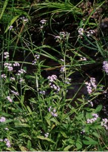 Myosotis palustris (L.) L. attēls