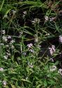 Myosotis palustris (L.) L. attēls