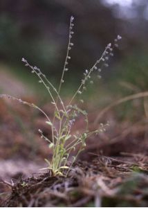 Myosotis ramosissima Rochel ex Schult. attēls