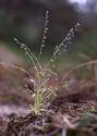 Myosotis ramosissima Rochel ex Schult. attēls