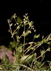 Myosotis sparsiflora Pohl attēls