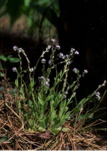 Myosotis stricta Link ex Roem. et Schult. attēls