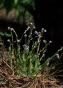 Myosotis stricta Link ex Roem. et Schult. attēls