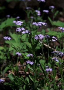 Myosotis sylvatica Ehrh. ex Hoffm. attēls