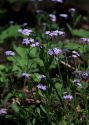 Myosotis sylvatica Ehrh. ex Hoffm. attēls