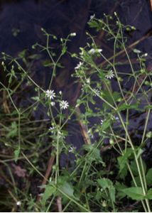 Myosoton aquaticum (L.) Moench attēls