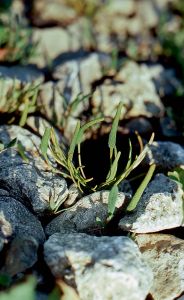 Myosurus minimus L. attēls