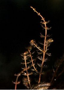 Myriophyllum alterniflorum DC. attēls