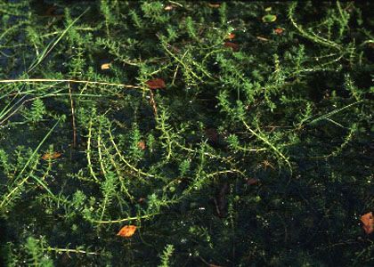 Myriophyllum verticillatum L. attēls