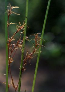 Najas flexilis (Willd.) Rostk. et W.L.E.Schmidt attēls
