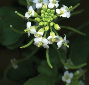 Nasturtium officinale W.T.Aiton attēls