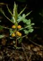 Naumburgia thyrsiflora (L.) Rchb. attēls
