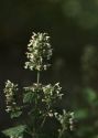 Nepeta cataria L. attēls