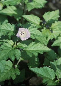 Nicandra physalodes (L.) Gaertn. attēls