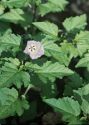 Nicandra physalodes (L.) Gaertn. attēls